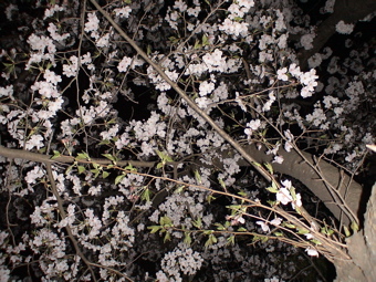 見納めの“桜”_d0016397_2231468.jpg