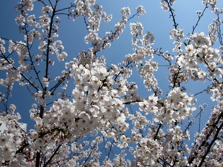 都心の桜_f0033598_22345580.jpg