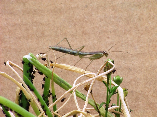 カマキリ_e0094102_2024436.jpg