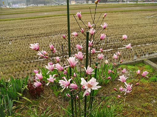 姫こぶし ゆりかごのつぶやき