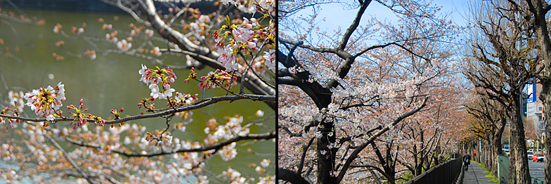 b0069507_947502.jpg
