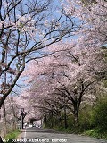 c0152507_2465639.jpg