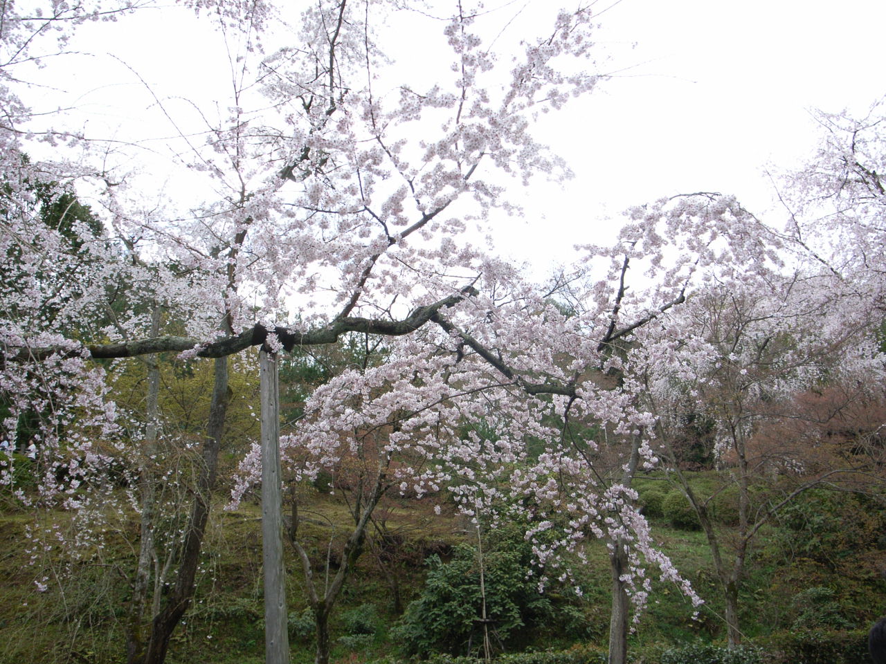 京都~嵐山編~_f0126508_11411677.jpg