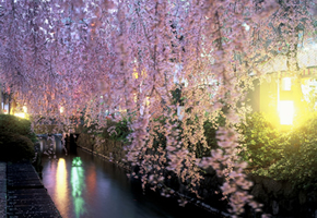 「桜棲家」ってどうでしょう・・・。_d0091909_13433624.jpg