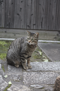e0156015_21401236.gif