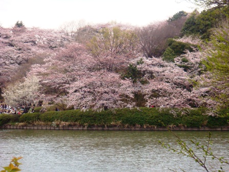 桜_a0073616_23471478.jpg