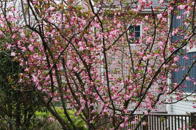 公園の桜_f0173817_23155641.jpg