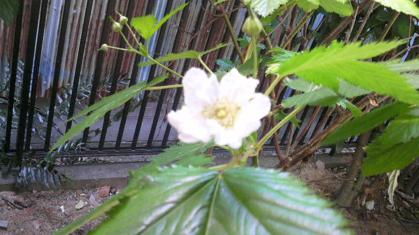 c0138720_12205759.jpg