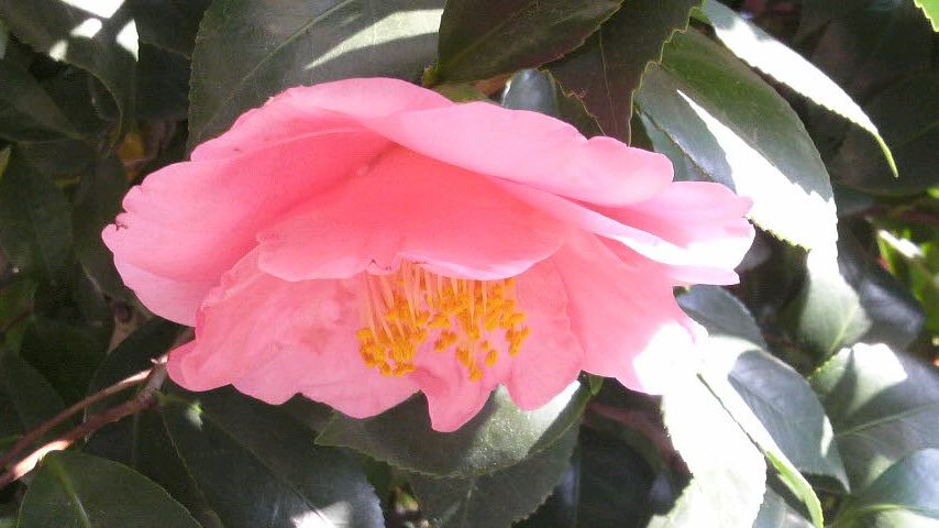 c0138720_12205791.jpg