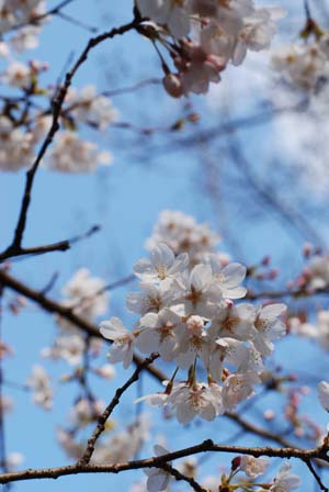 京都散策　－桜とprinz－_c0159524_2059188.jpg