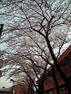 ☆桜。。。_a0120325_21403862.jpg