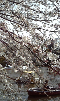 吉祥寺 サトウのメンチカツ_c0141025_14235112.jpg