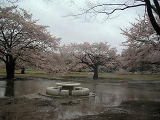 お花見の思い出_c0193425_22513182.jpg