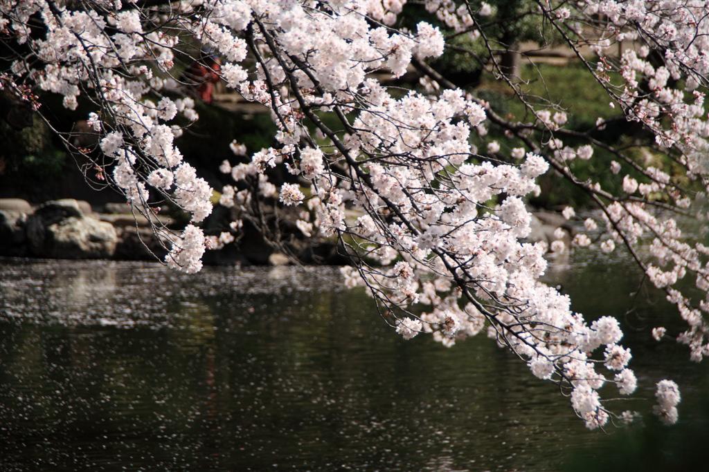 桜　小石川後楽園_b0129829_0134743.jpg