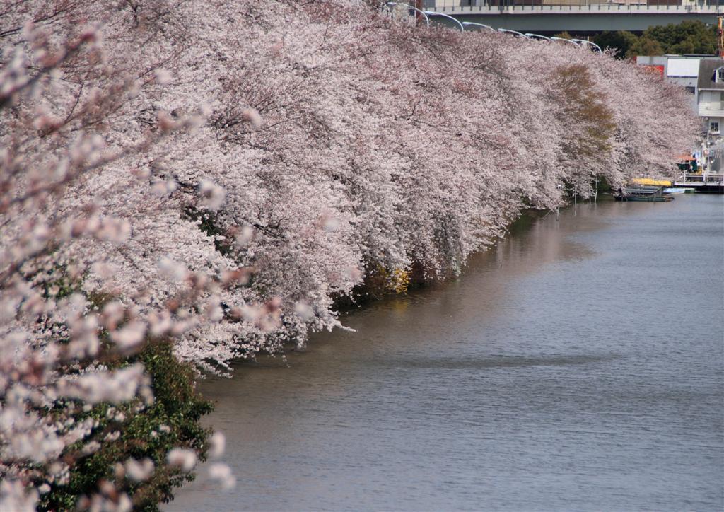 桜　小石川後楽園_b0129829_0213210.jpg