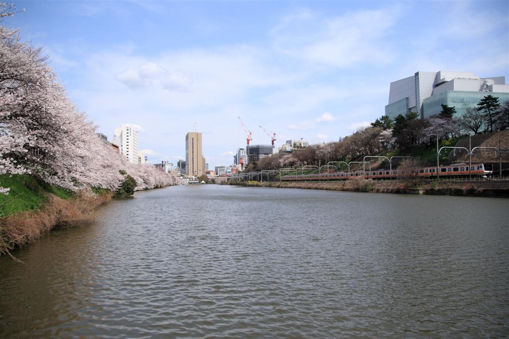 桜　小石川後楽園_b0129829_0593953.jpg