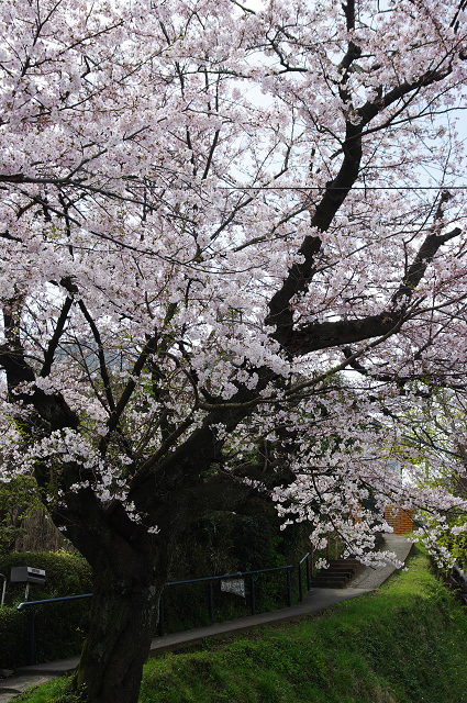 sakura_d0108029_22512195.jpg