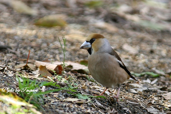 不器量な鳥と呼ばれますが・・・_f0037633_1236223.jpg