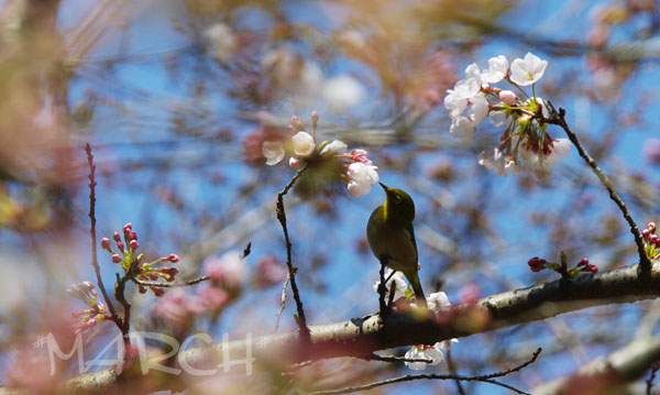 桜にメジロ♪_e0146037_23421088.jpg