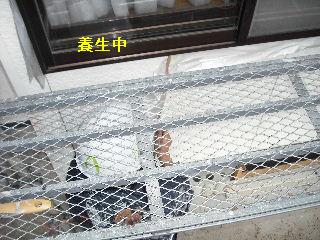 塗装工事・・二日目_f0031037_20245626.jpg