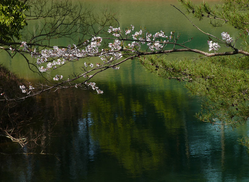 桜　風景２（伊万里国見台公園にて）_c0014538_1201483.jpg