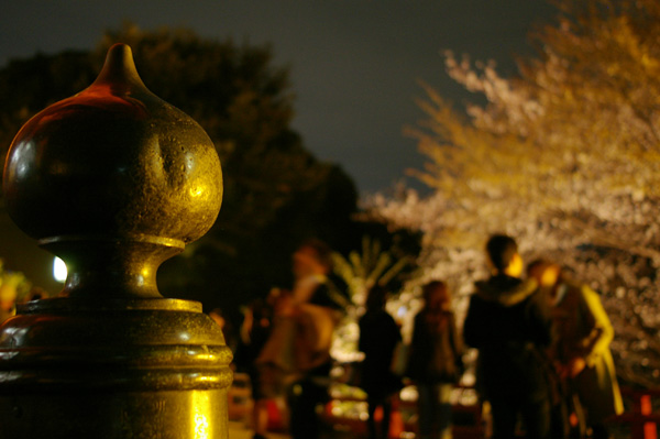 今日の「上野の夜桜」_c0090139_2352162.jpg