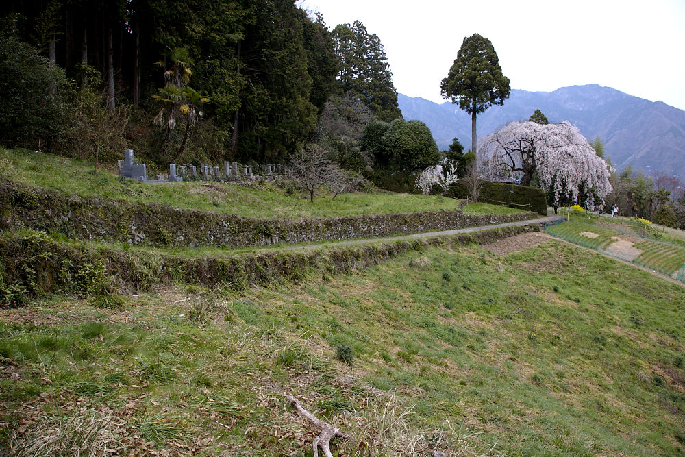 仁淀川町別枝のしだれ桜_a0078341_11524647.jpg