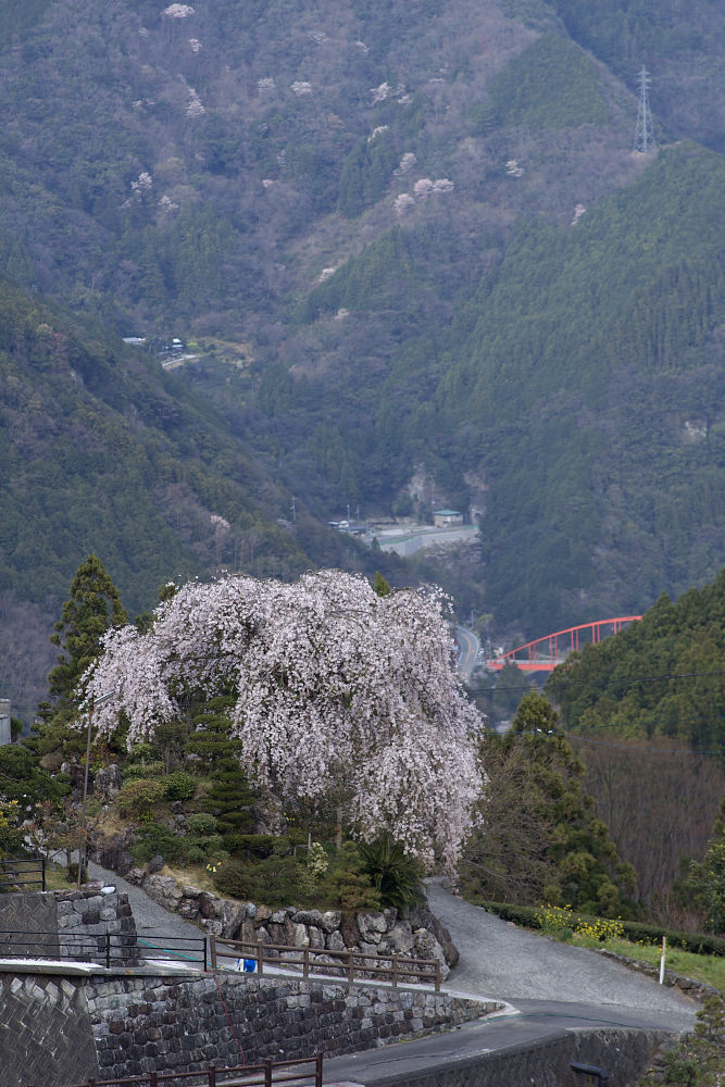 仁淀川町別枝のしだれ桜_a0078341_11535686.jpg