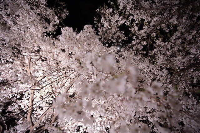 大阪城　桜_e0157642_23443478.jpg