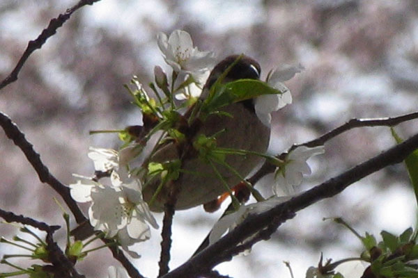 目黒川の桜、4月3日_d0027243_6474464.jpg