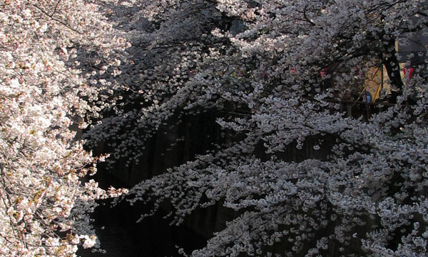 目黒川の桜、4月3日_d0027243_648231.jpg