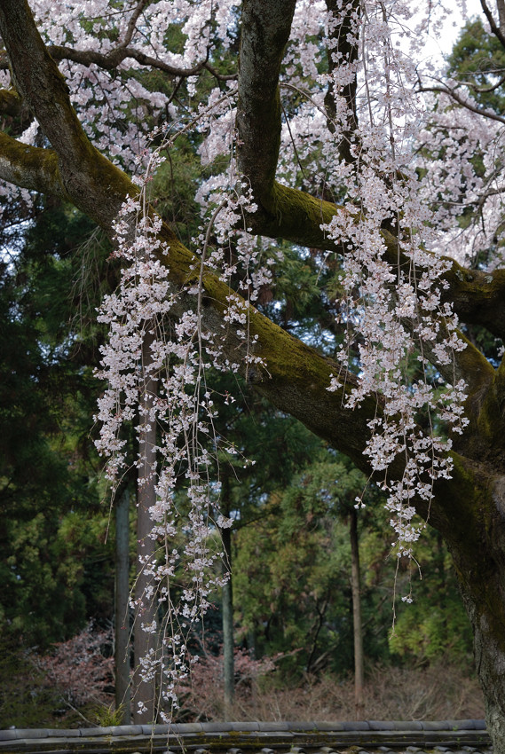 醍醐寺、三宝院、三景_c0171945_03573.jpg