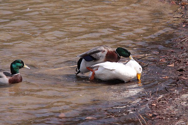 アヒル 鳥べえ虫べえ 旧 南海沿線のムシと鳥