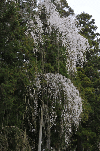 c0093046_750161.gif