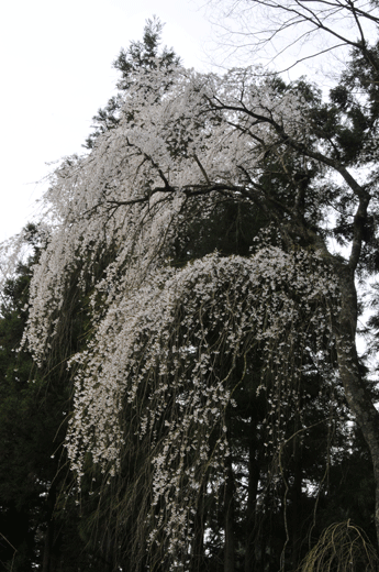 c0093046_7503730.gif