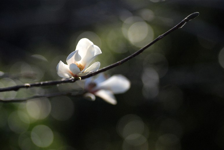 4.4.2009　コブシの花　２_e0009147_156348.jpg