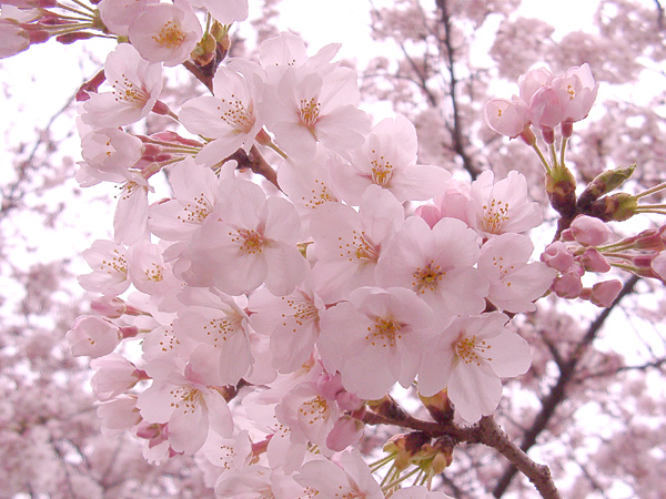 花見 in 善福寺公園_a0108548_20512696.jpg