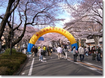 桜見物とバイク_c0147448_2374994.jpg