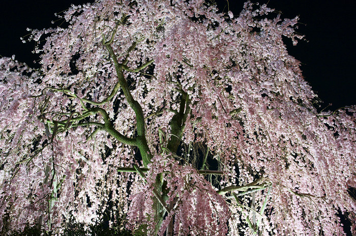 夜桜の美（宇治市植物公園）_f0155048_2245358.jpg