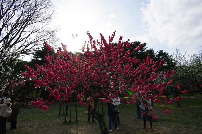 リキと御所の桜を広角で．．．_f0152550_1554797.jpg