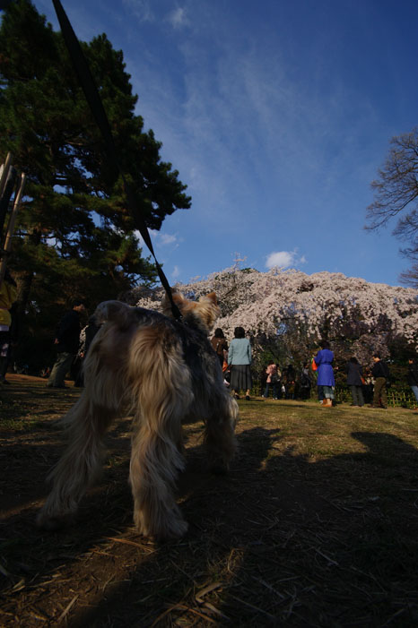 リキと御所の桜を広角で．．．_f0152550_15551874.jpg