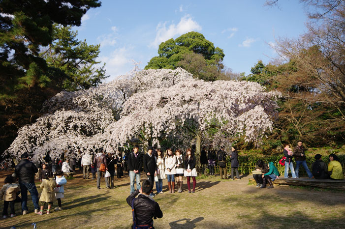 リキと御所の桜を広角で．．．_f0152550_1555831.jpg