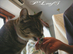 c0176651_1458527.gif