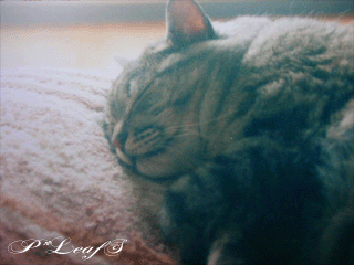 c0176651_15105040.gif