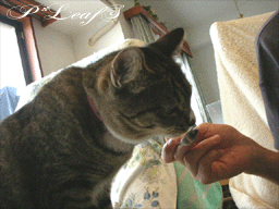 c0176651_1552332.gif