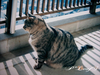 c0176651_1592292.gif