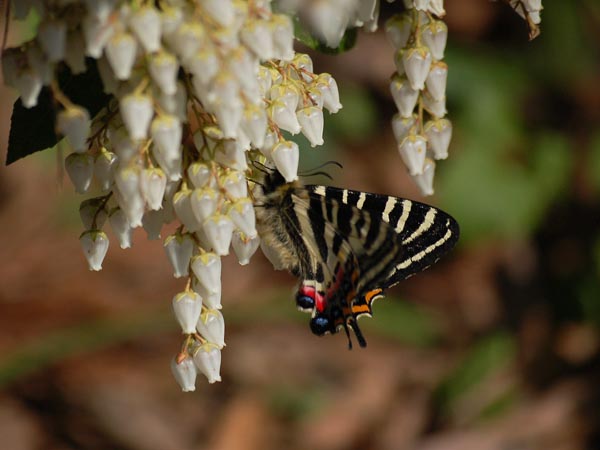 神奈川のギフチョウ（各種の吸蜜）_c0045352_211986.jpg