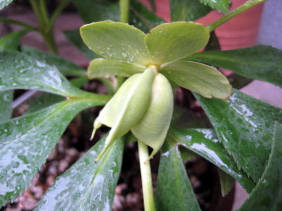 c0147952_1745999.jpg