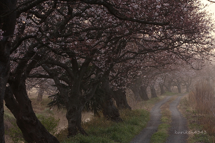 2009 今井の桜_c0122653_1914469.jpg