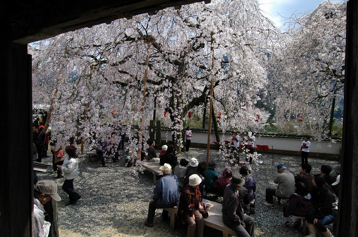 桜風景_f0032753_20285663.jpg